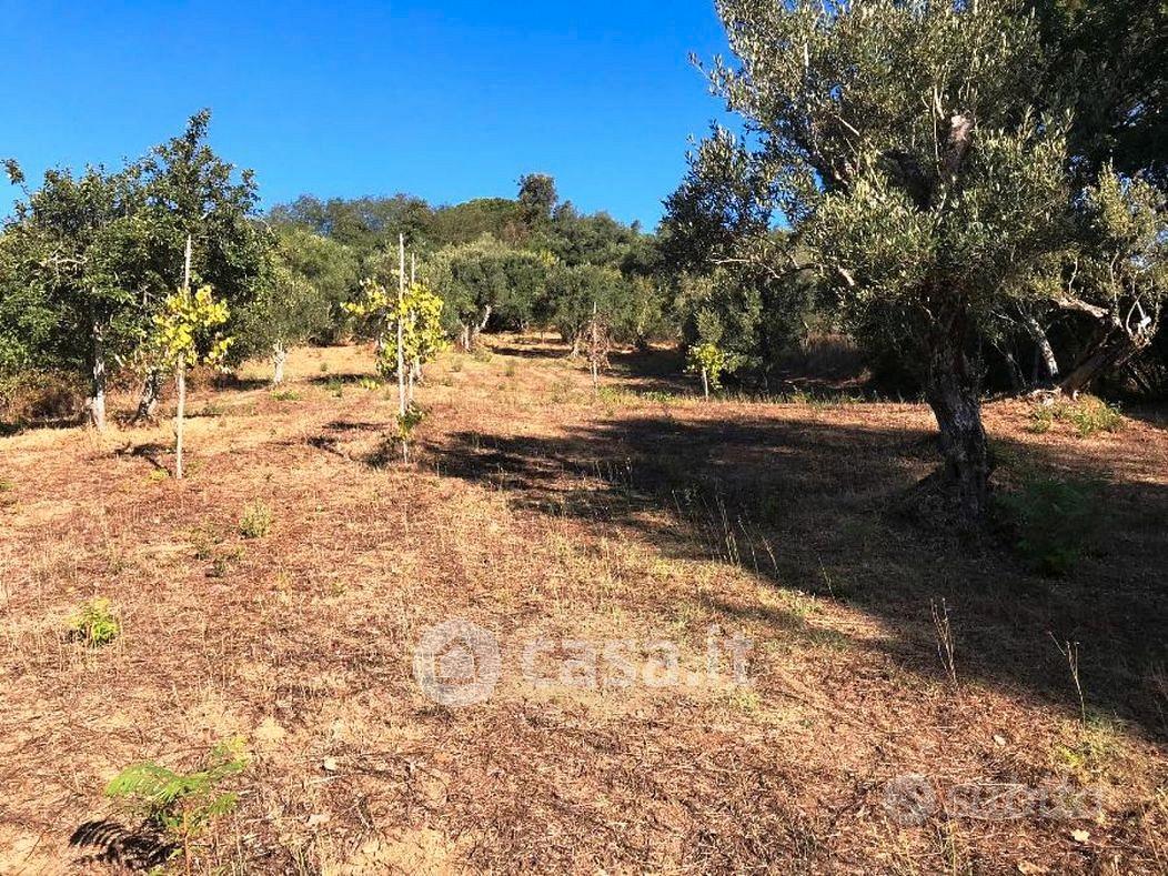 Rudere con 6.000 mt di terreno - Vista 4
