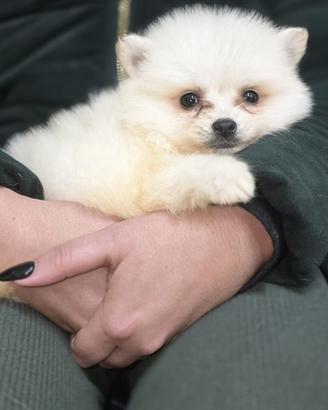 Spitz