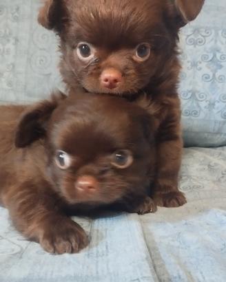 chihuahua cioccolato 