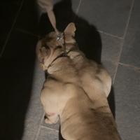 AmericanBully femmina top