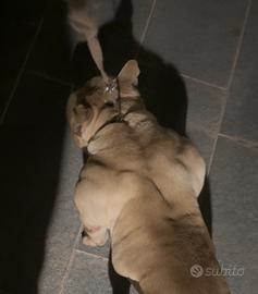 AmericanBully femmina top