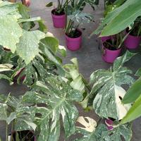 monstera variegata disponibile 