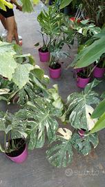 monstera variegata disponibile 