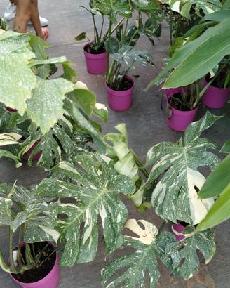 monstera variegata disponibile 