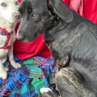 Bianca e Kimba, cucciole di 5 mesi