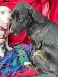 Bianca e Kimba, cucciole di 5 mesi