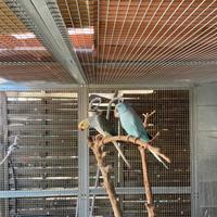 Parrocchetti dal collare opalini e cleartail