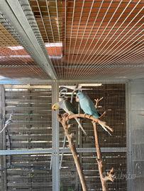 Parrocchetti dal collare opalini e cleartail