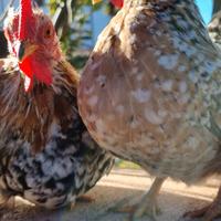 Galline ornamentali serama