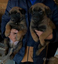 Cuccioli di pastore belga malinois