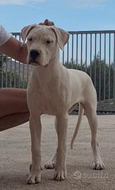 Dogo Argentino Femmine