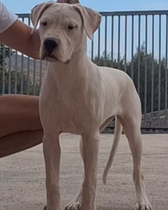 Dogo Argentino Femmine