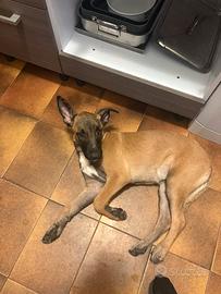 Femmina Malinois pitbull nata il 27 maggio