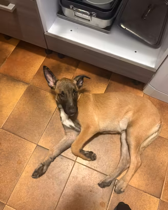 Femmina Malinois pitbull nata il 27 maggio