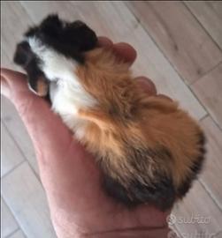 Cavie porcellini d'india