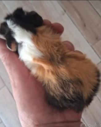 Cavie porcellini d'india