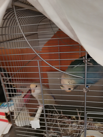 Inseparabili allevati a mano