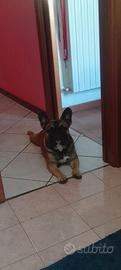 Bulldog francese maschio disponibile per monta
