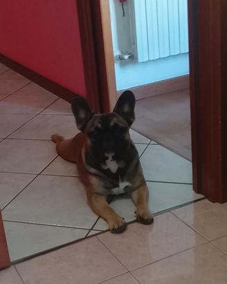 Bulldog francese maschio disponibile per monta