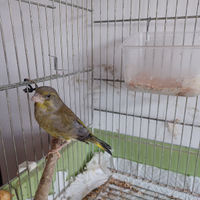 Verdone maschio e una canarina