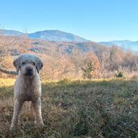 Lagotto romagnolo per monte