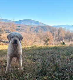 Lagotto romagnolo per monte