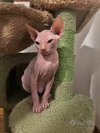 Cuccioli Don Sphynx