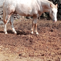 Cavallo appaloosa/quarter