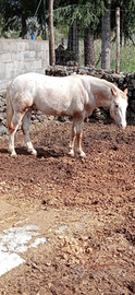 Cavallo appaloosa/quarter