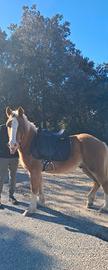 Cavallo Haflinger di 5 anni