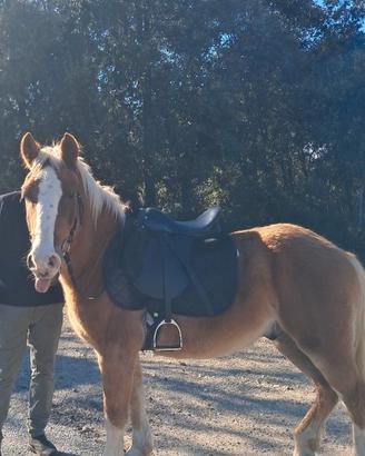 Cavallo Haflinger di 5 anni