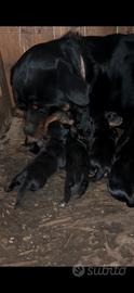Splendidi cuccioli di rottweiler