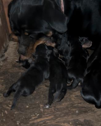 Splendidi cuccioli di rottweiler