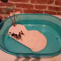 vaschetta tartarughe