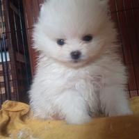 Spitz tedesco di Pomerania