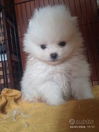 Spitz tedesco di Pomerania