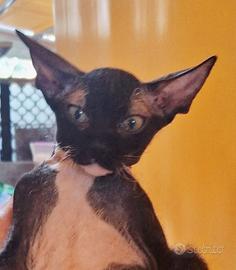 Gattino mix don sphynx(genitori testati)