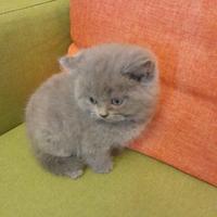 Cuccioli di gattini scottish straight e fold