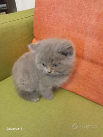 Cuccioli di gattini scottish straight e fold