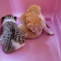 Gattini nati il 30 aprile