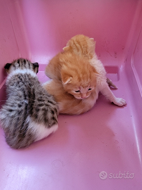 Gattini nati il 30 aprile