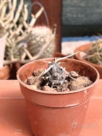 Tephrocactus articulatus (2° esempl.)