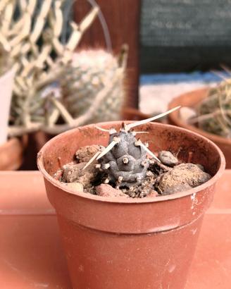 Tephrocactus articulatus (2° esempl.)