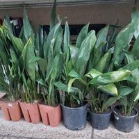 Piante sempreverdi in vaso