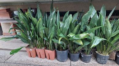 Piante sempreverdi in vaso