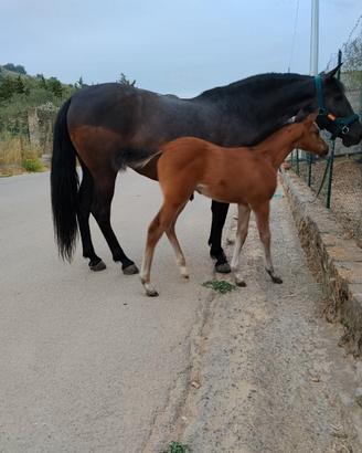 Cavalla andalusa