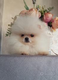Cucciolata POMERANIA BIANCHI LINEE AMERICANE