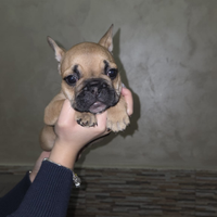 Bulldog