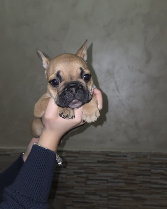 Bulldog