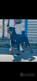 Rottweiler femmina